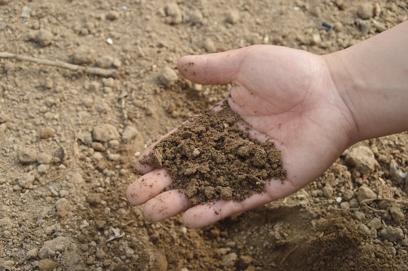 Organic Plant Food
