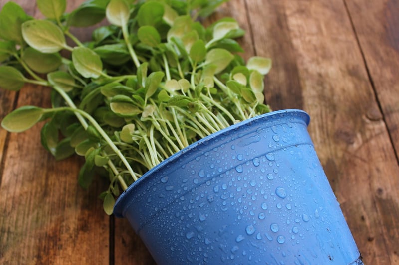 Upcycled Herb Planters